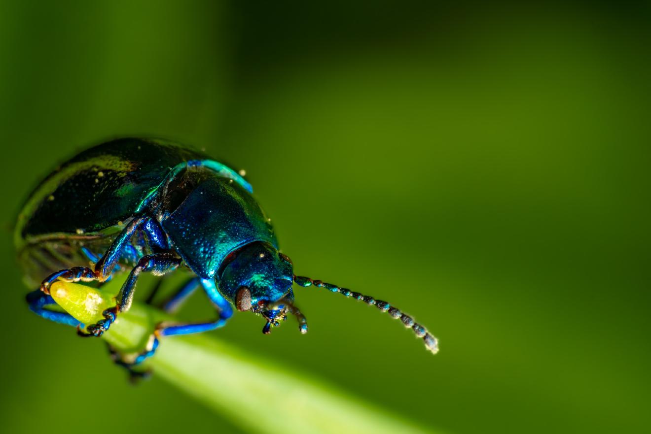 Himmelblauer Blattkäfer – No. 1