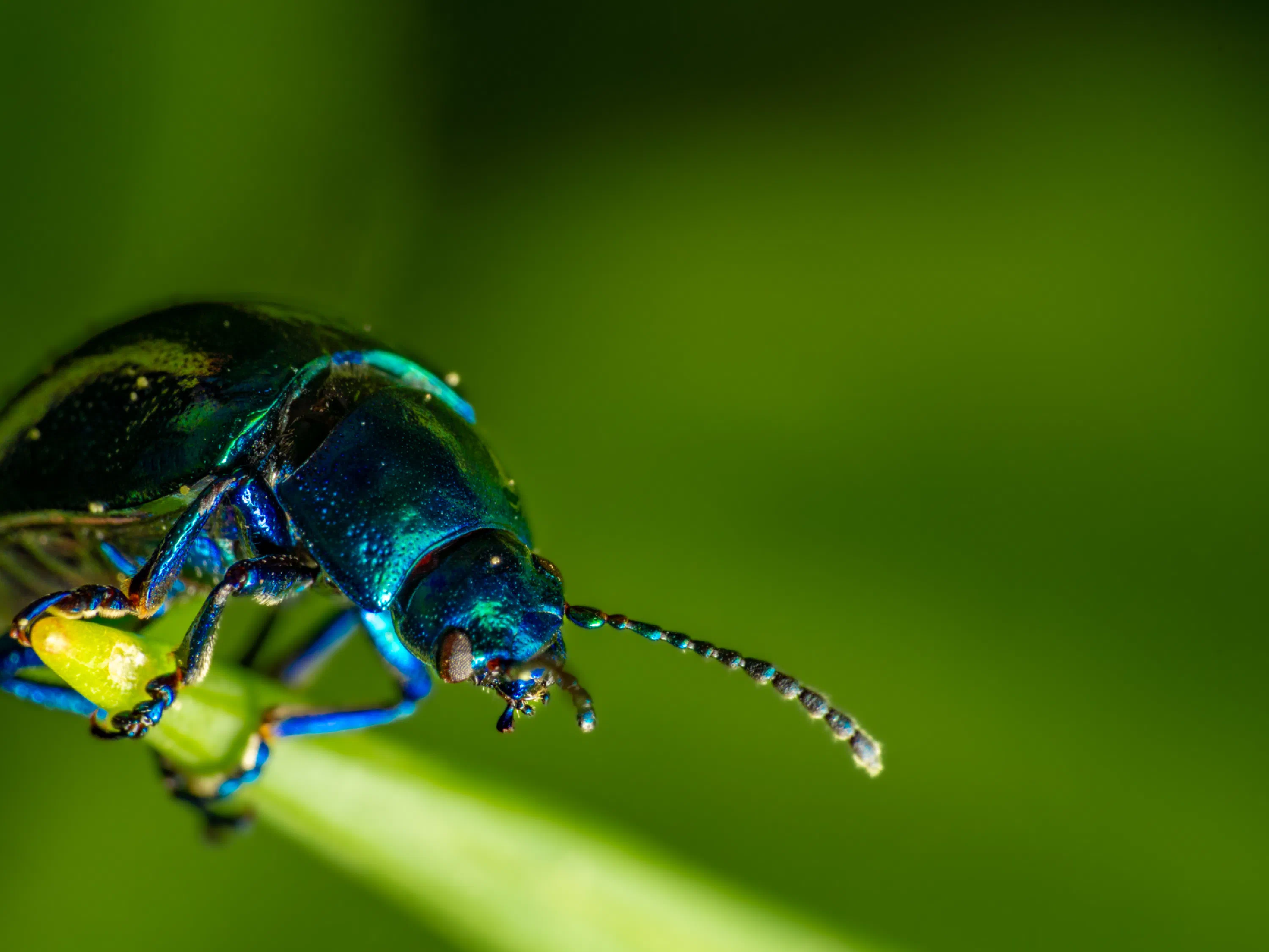 Chrysolina coerulans