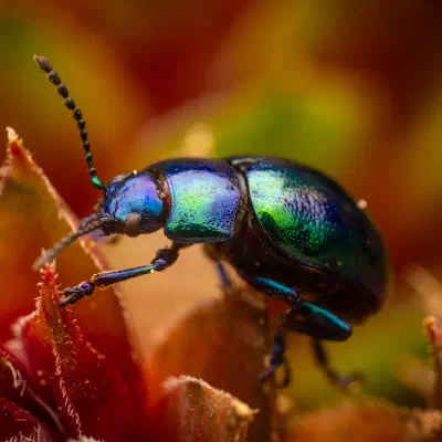 Chrysolina coerulans