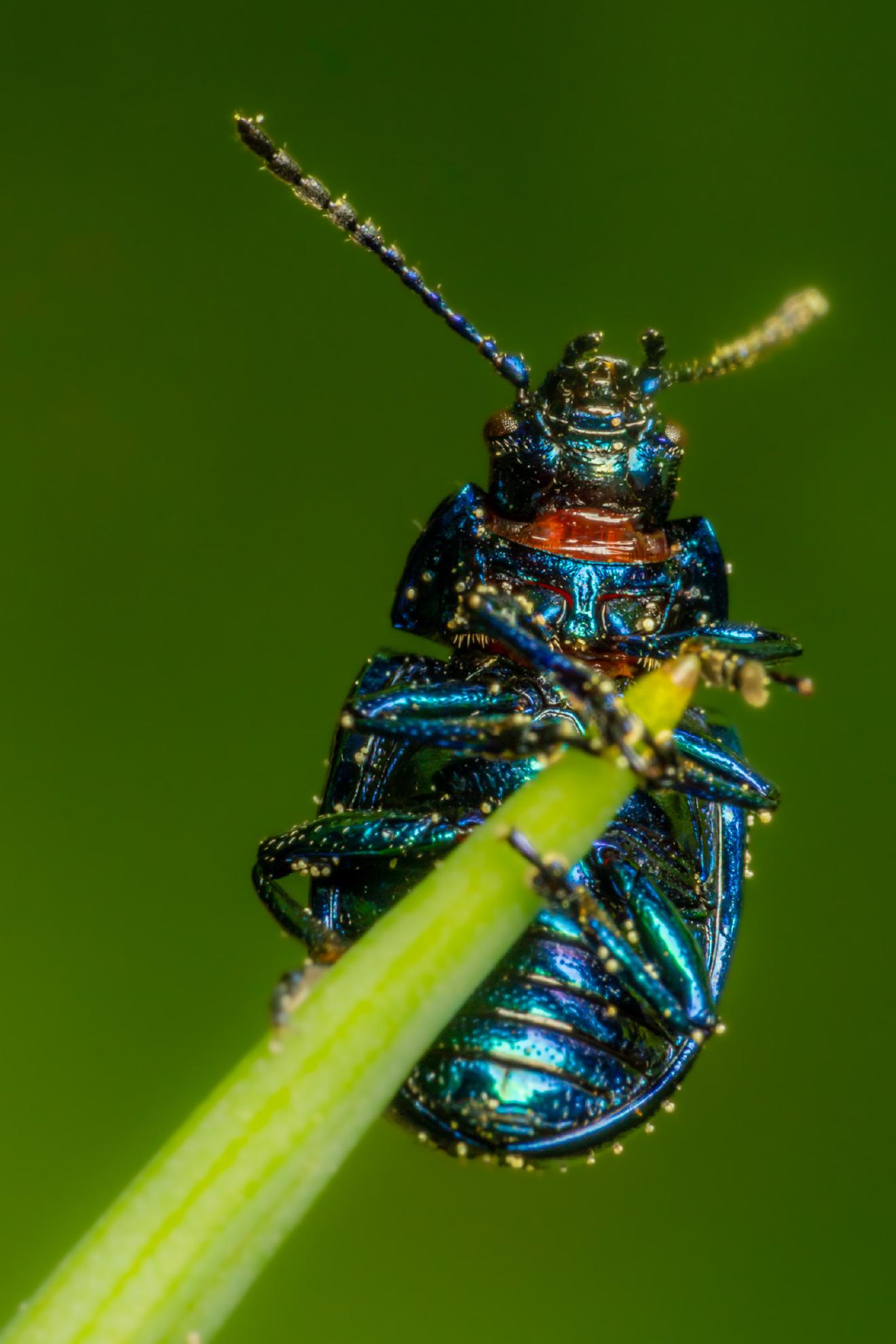 Mint beetle – No. 2
