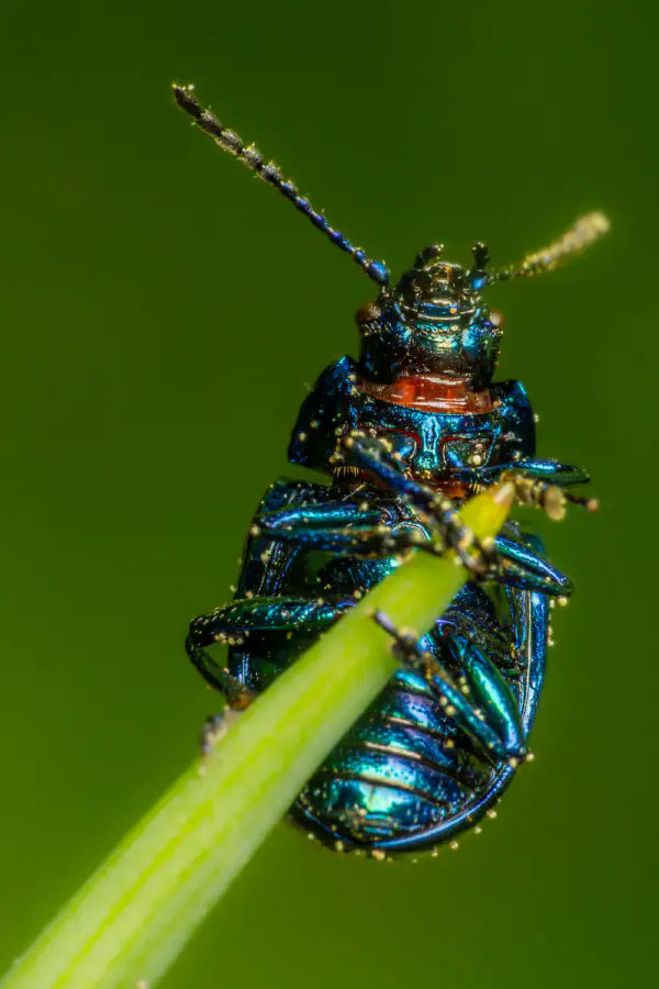 Himmelblauer Blattkäfer – No. 2