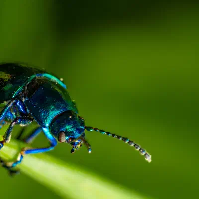 Chrysolina coerulans