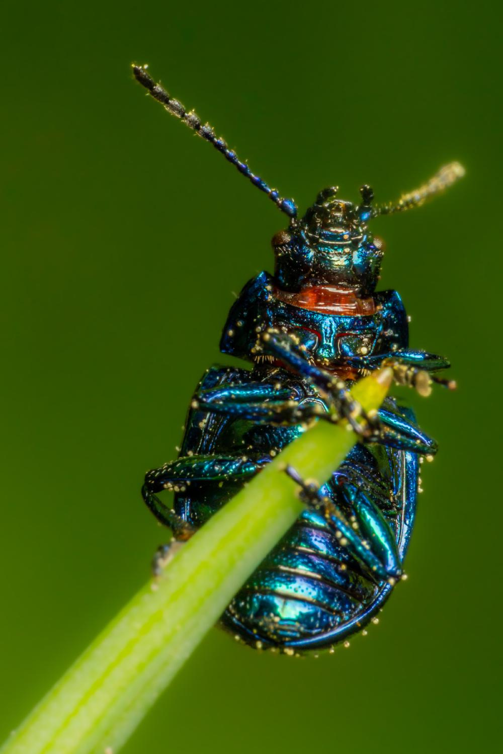 March 11, 2024 – Issue No. 206
– Issue No. 206: “Mint beetle“ Mint beetle
