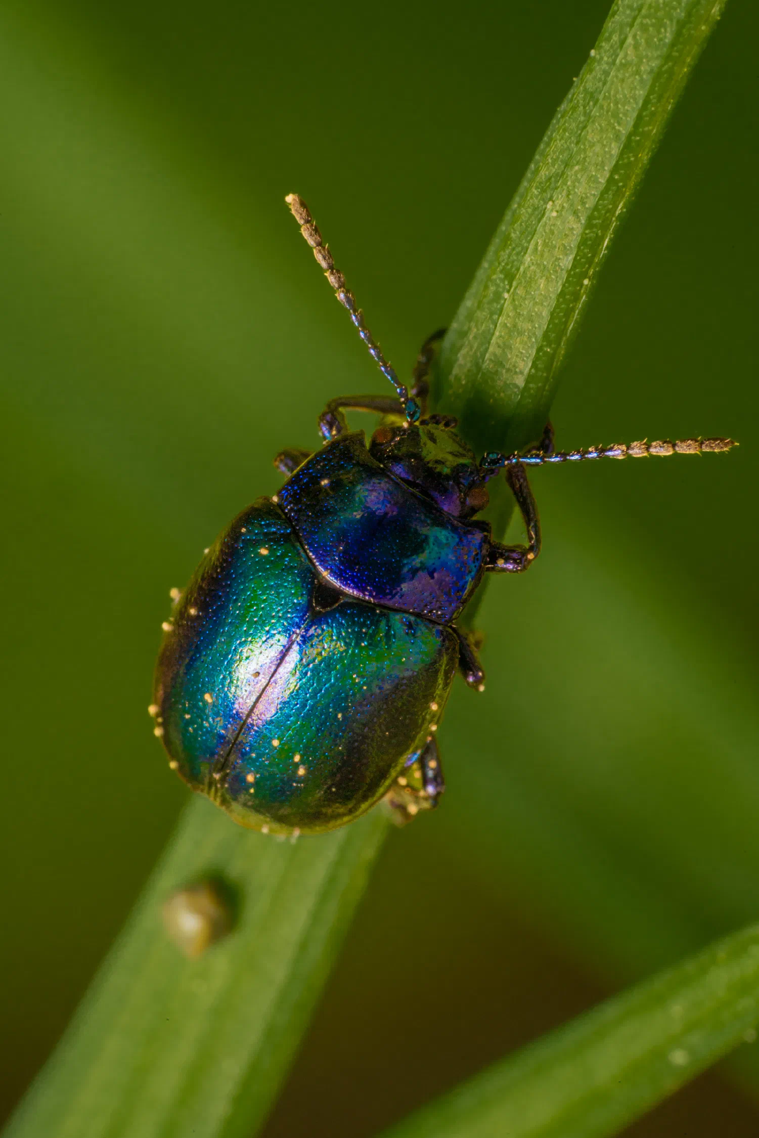 Chrysolina coerulans