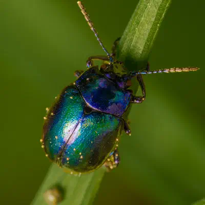 Chrysolina coerulans