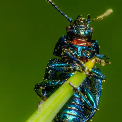 Chrysolina coerulans