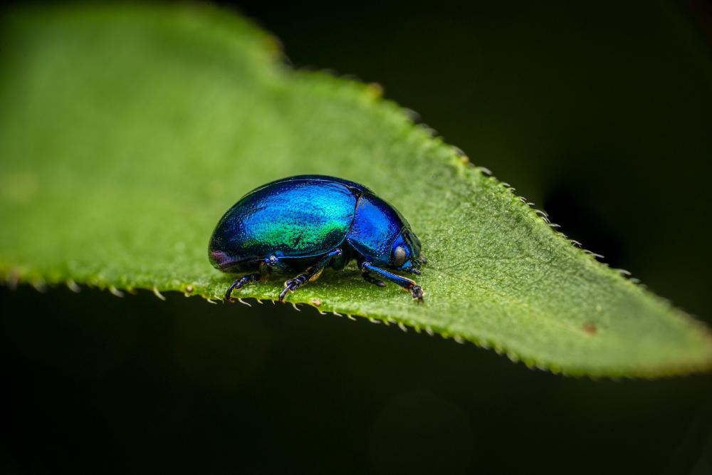 March 6, 2024 – Issue No. 201
– Issue No. 201: “Mint beetle“ Mint beetle