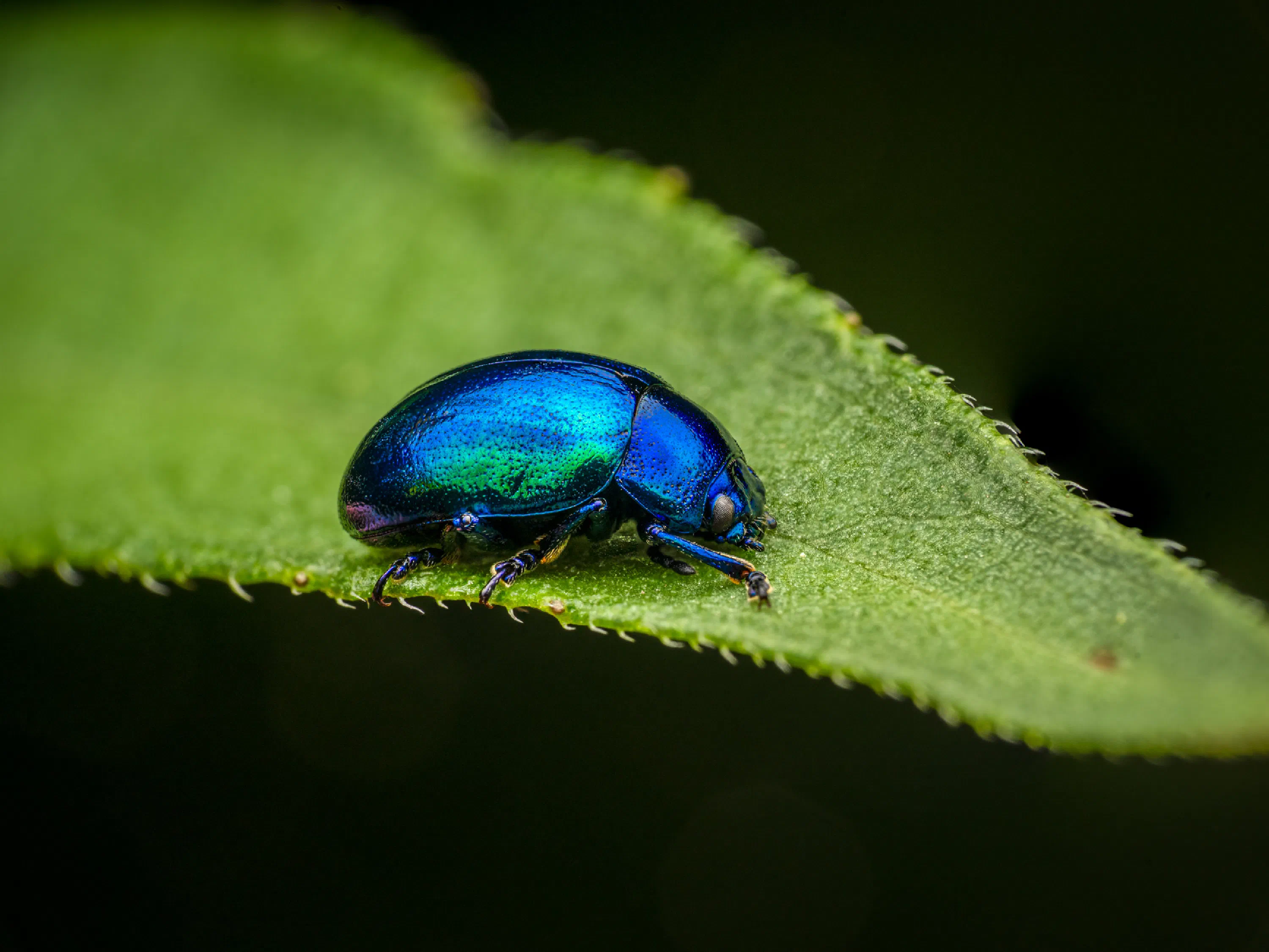 Chrysolina coerulans