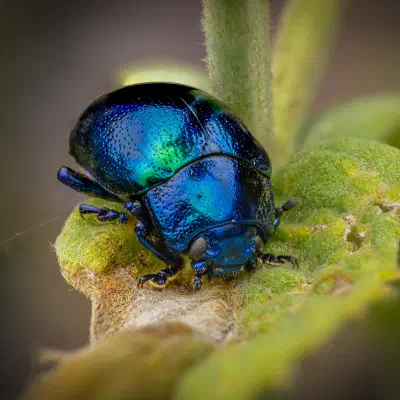 Chrysolina coerulans