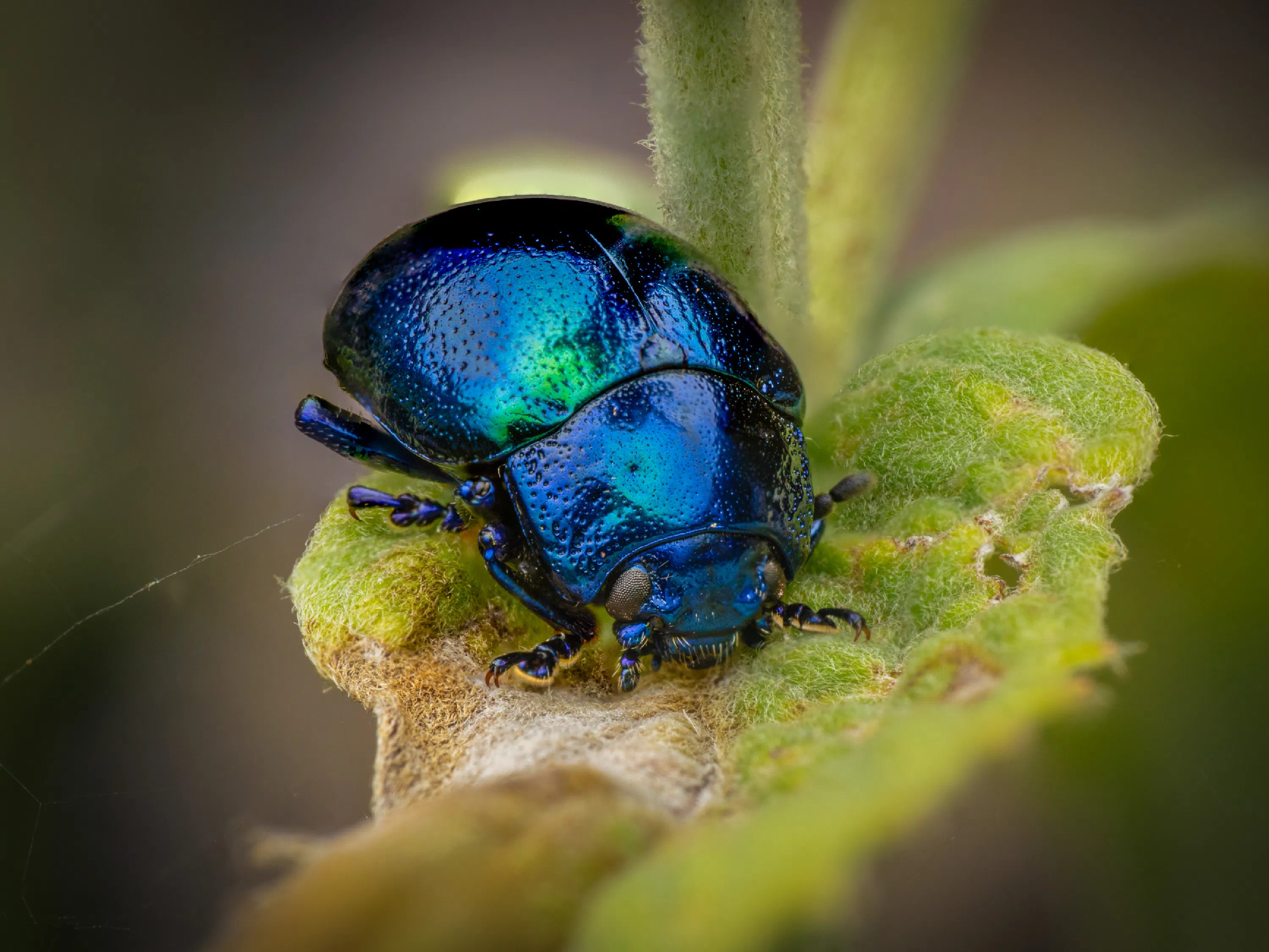 Chrysolina coerulans