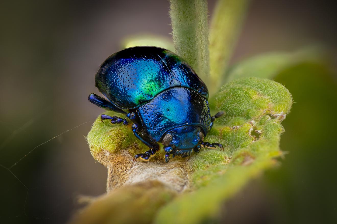 Himmelblauer Blattkäfer – No. 4