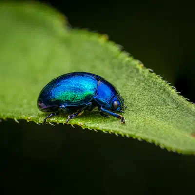 Chrysolina coerulans