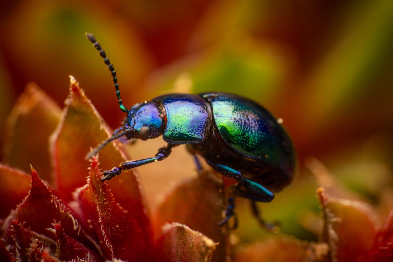 Himmelblauer Blattkäfer