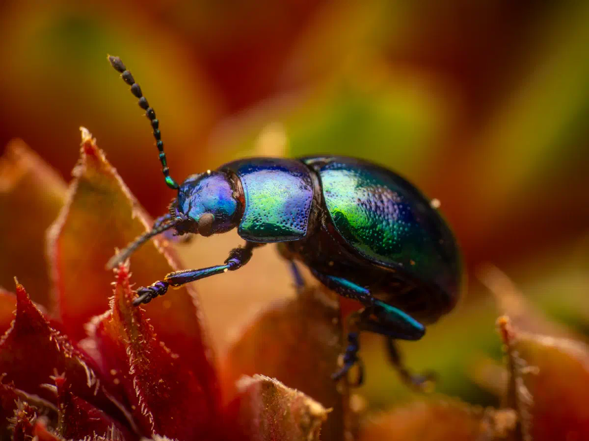 Himmelblauer Blattkäfer