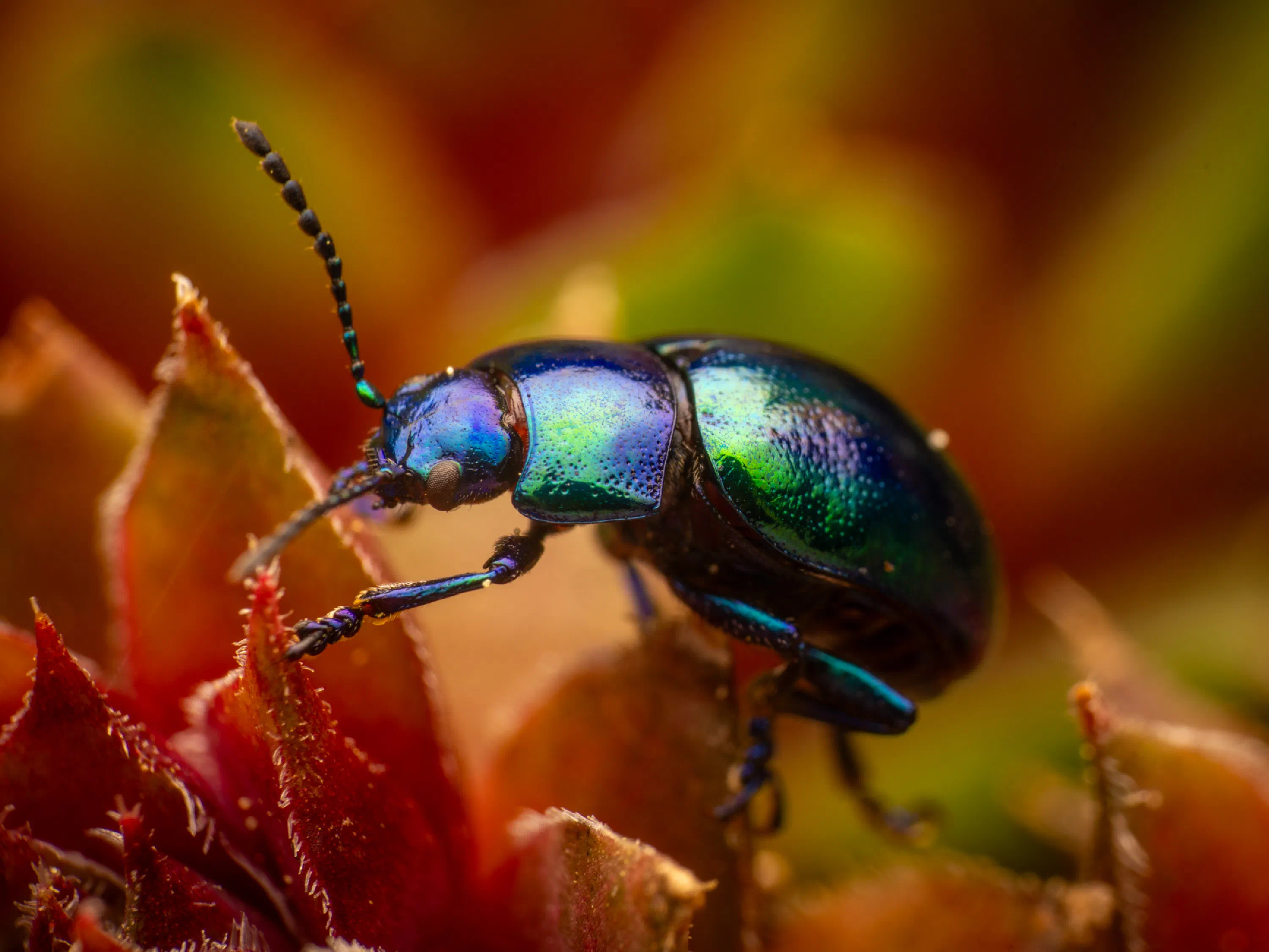 Chrysolina coerulans