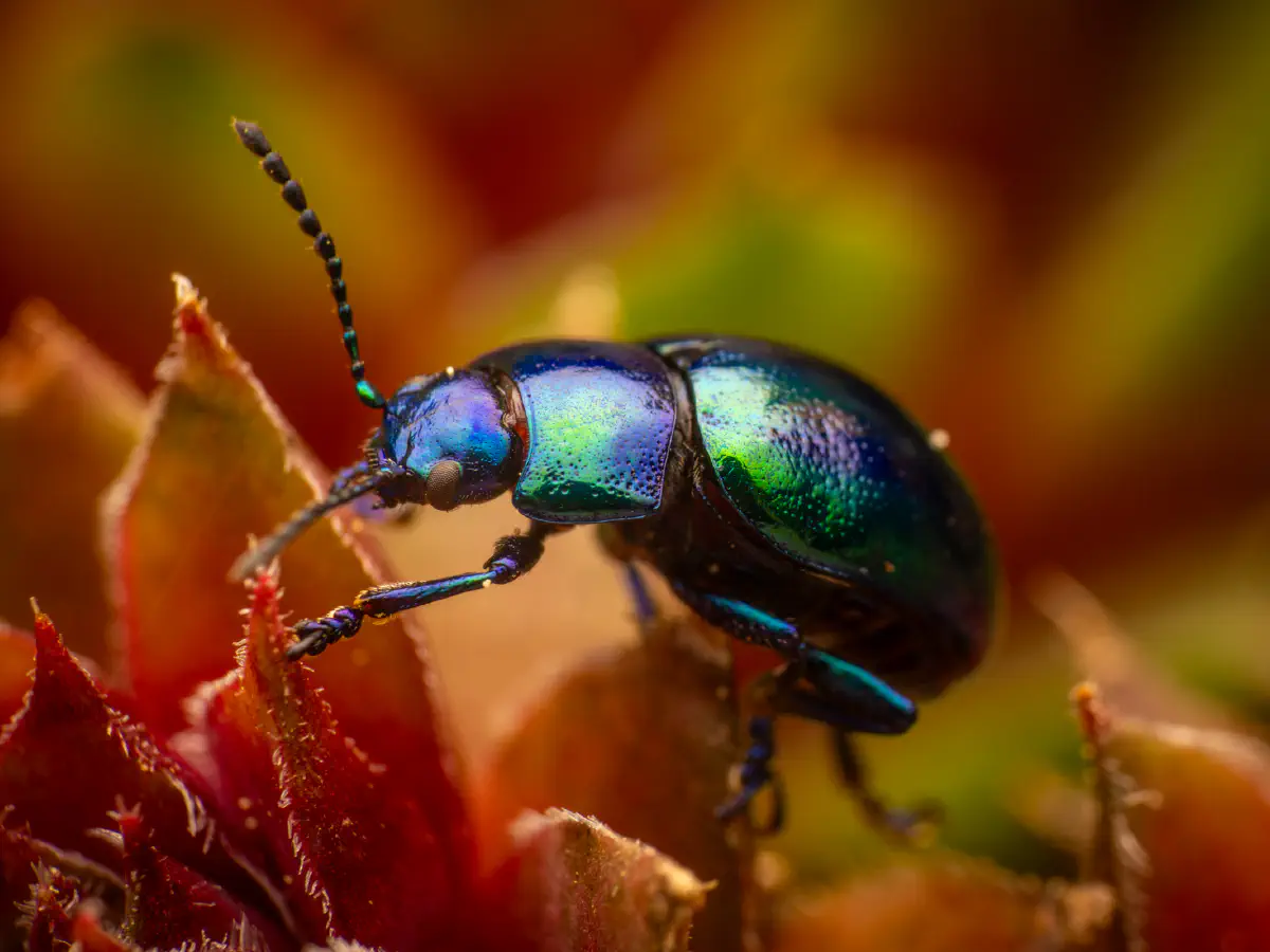 Chrysomèle bleuâtre
