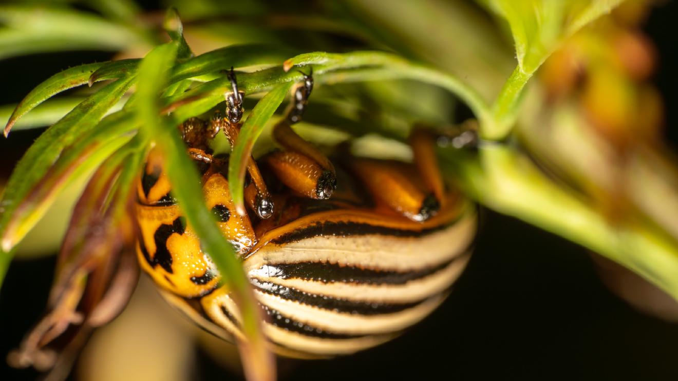 Colorado Potato Beetle – No. 1