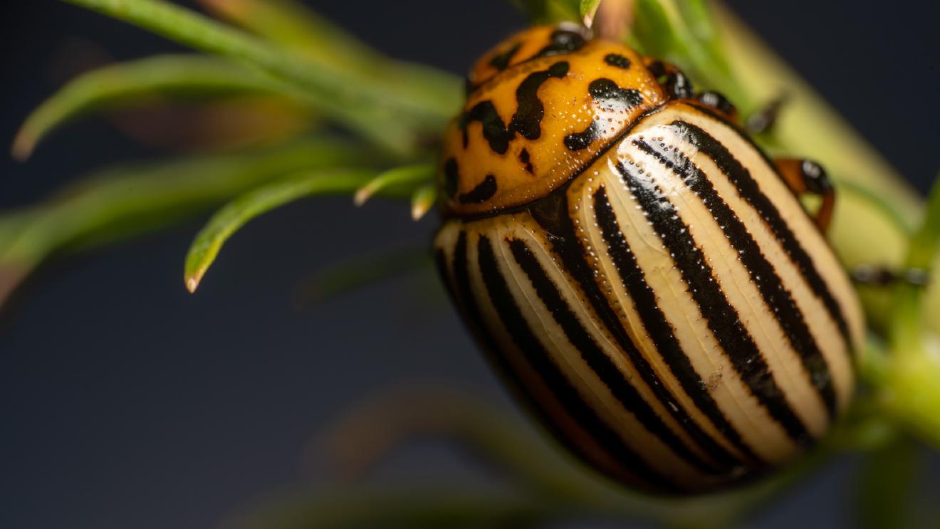 Colorado Potato Beetle – No. 2