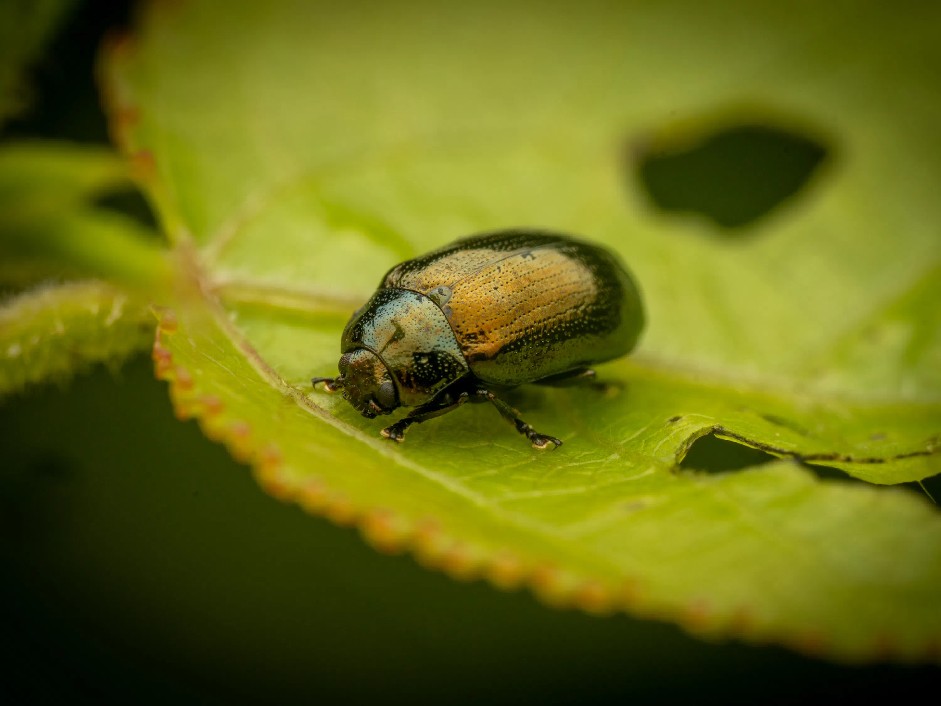 Phratora vitellinae