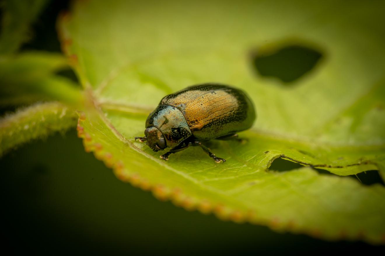 Brassy Willow Beetle – No. 1