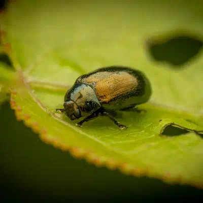 Phratora vitellinae
