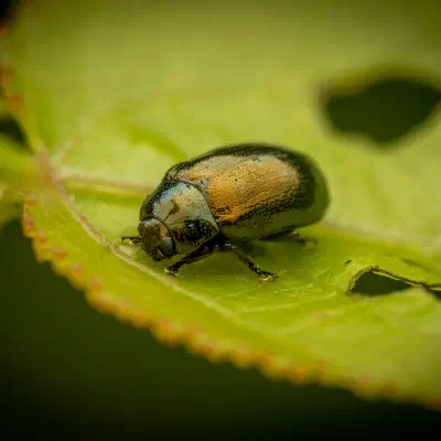 Phratora vitellinae