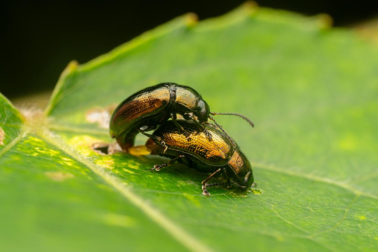 Brassy Willow Beetle – No. 2