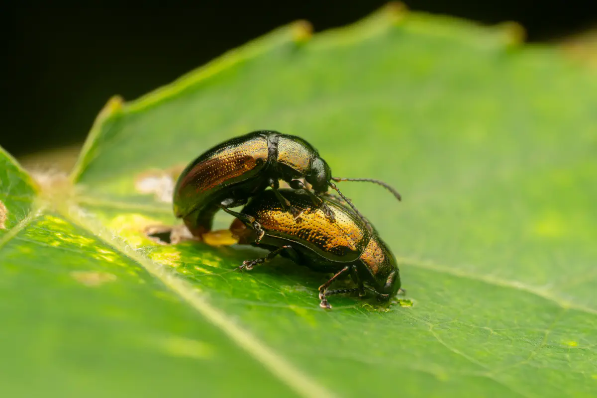 Brassy Willow Beetle – No. 2