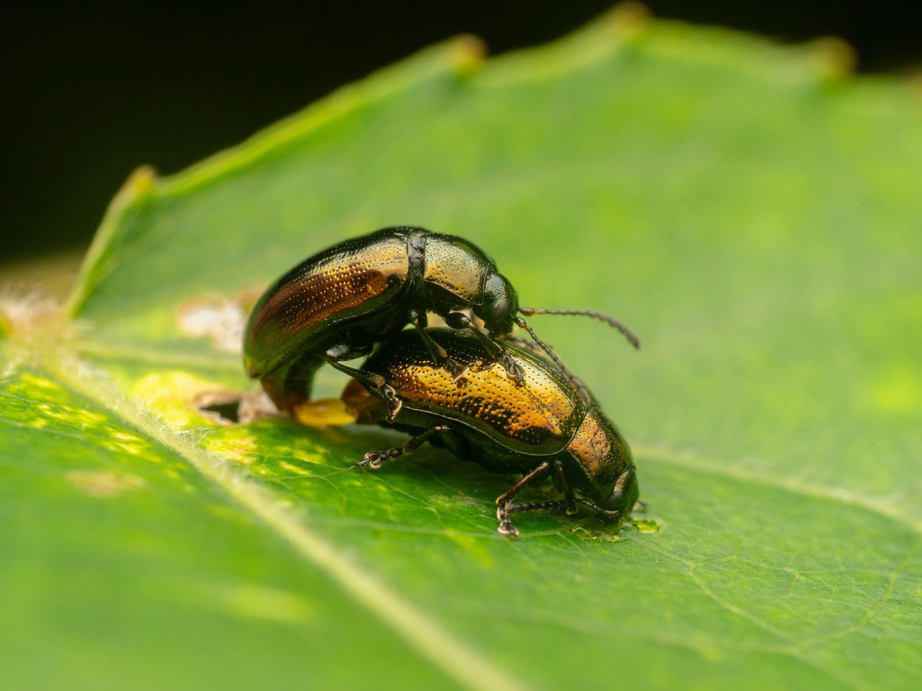 Phratora vitellinae