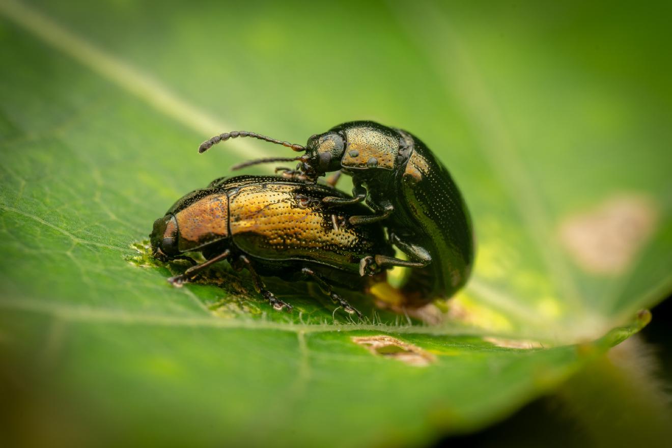 Brassy Willow Beetle – No. 3