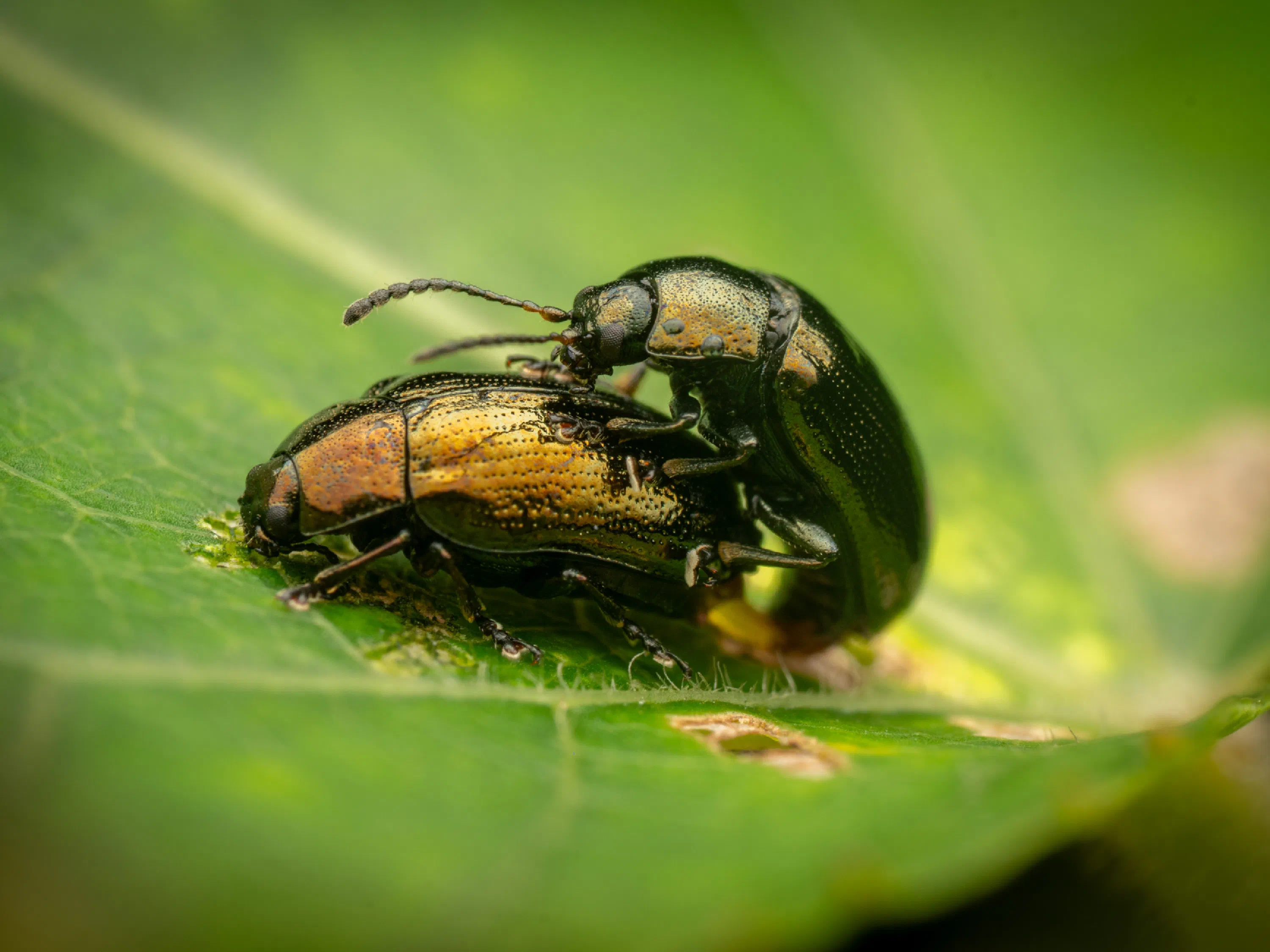 Phratora vitellinae