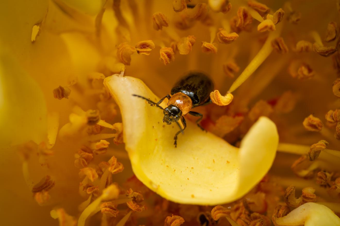 Luperus luperus – No. 1
