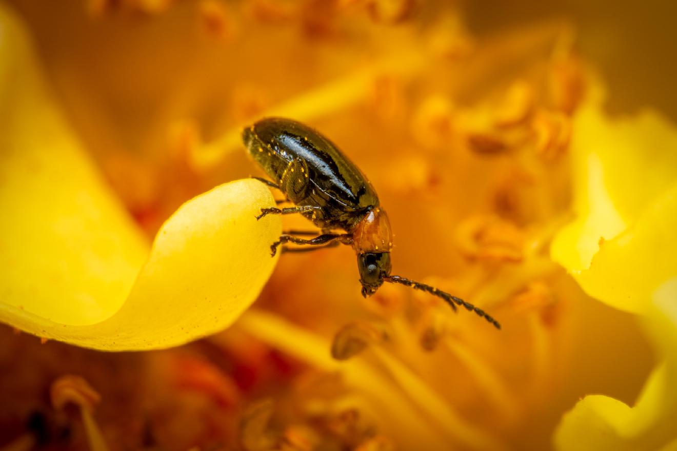 Daffodil Leaf-beetle – No. 2