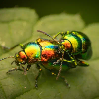 Dead-nettle Leaf Beetle