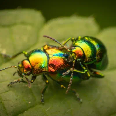 Fasta fastuosa
