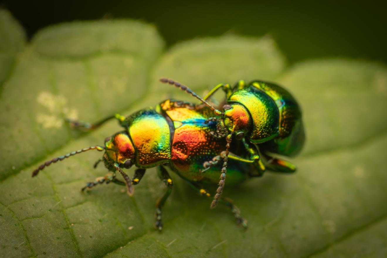 Dead-nettle Leaf Beetle – No. 1