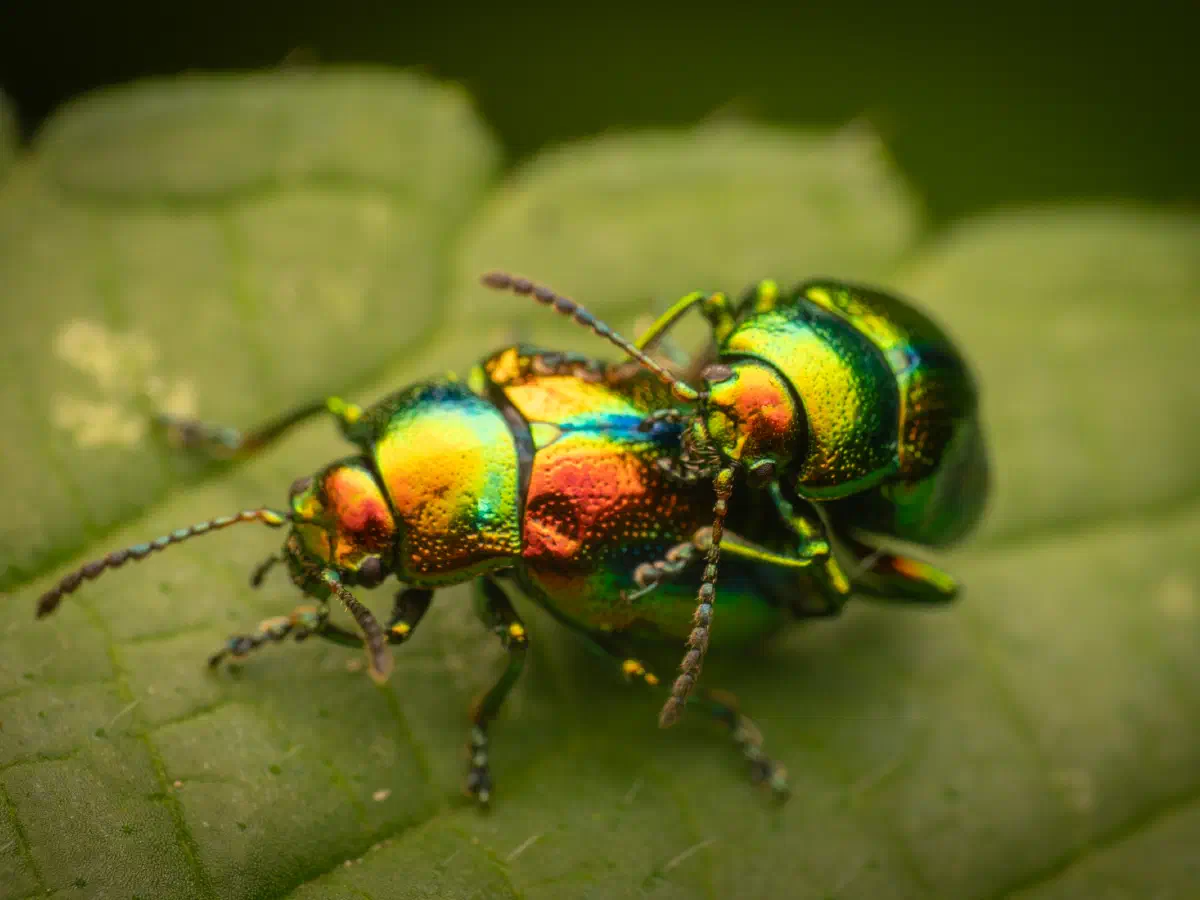 Dead-nettle Leaf Beetle