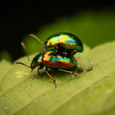 Dead-nettle Leaf Beetle
