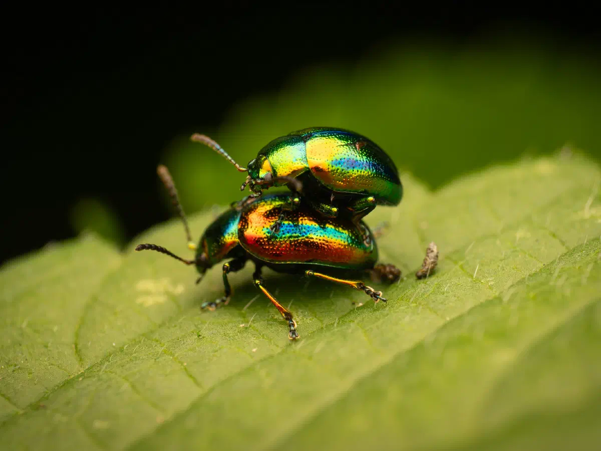 Dead-nettle Leaf Beetle