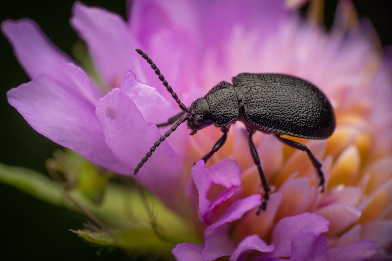 black-punctured leaf beetle – No. 1