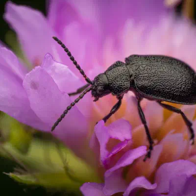 Galeruca tanaceti