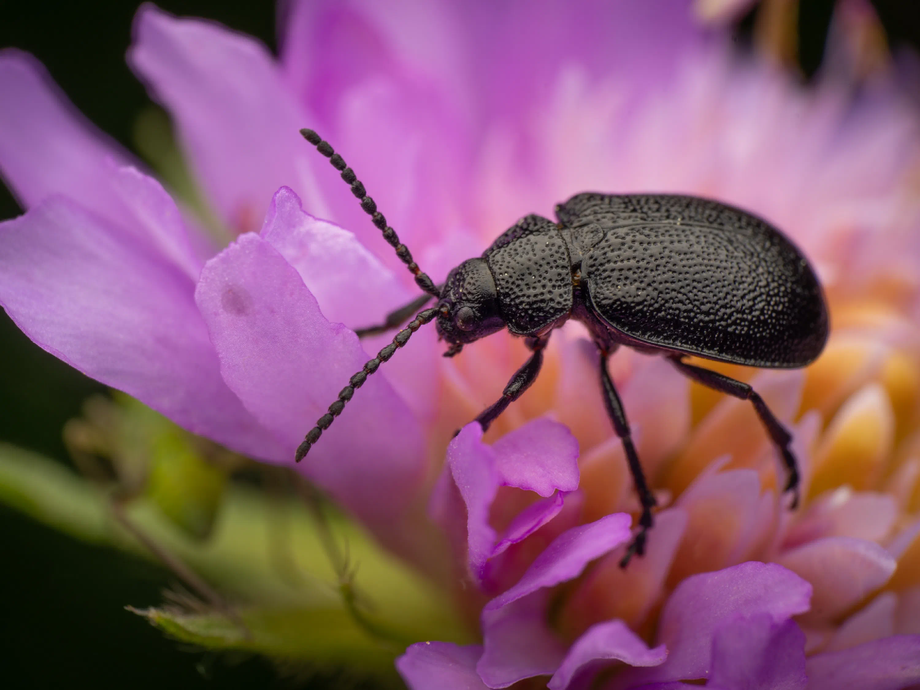 Galeruca tanaceti