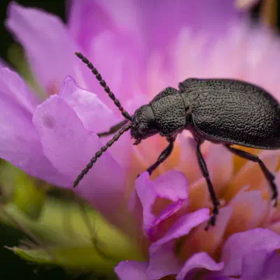 Galeruca tanaceti