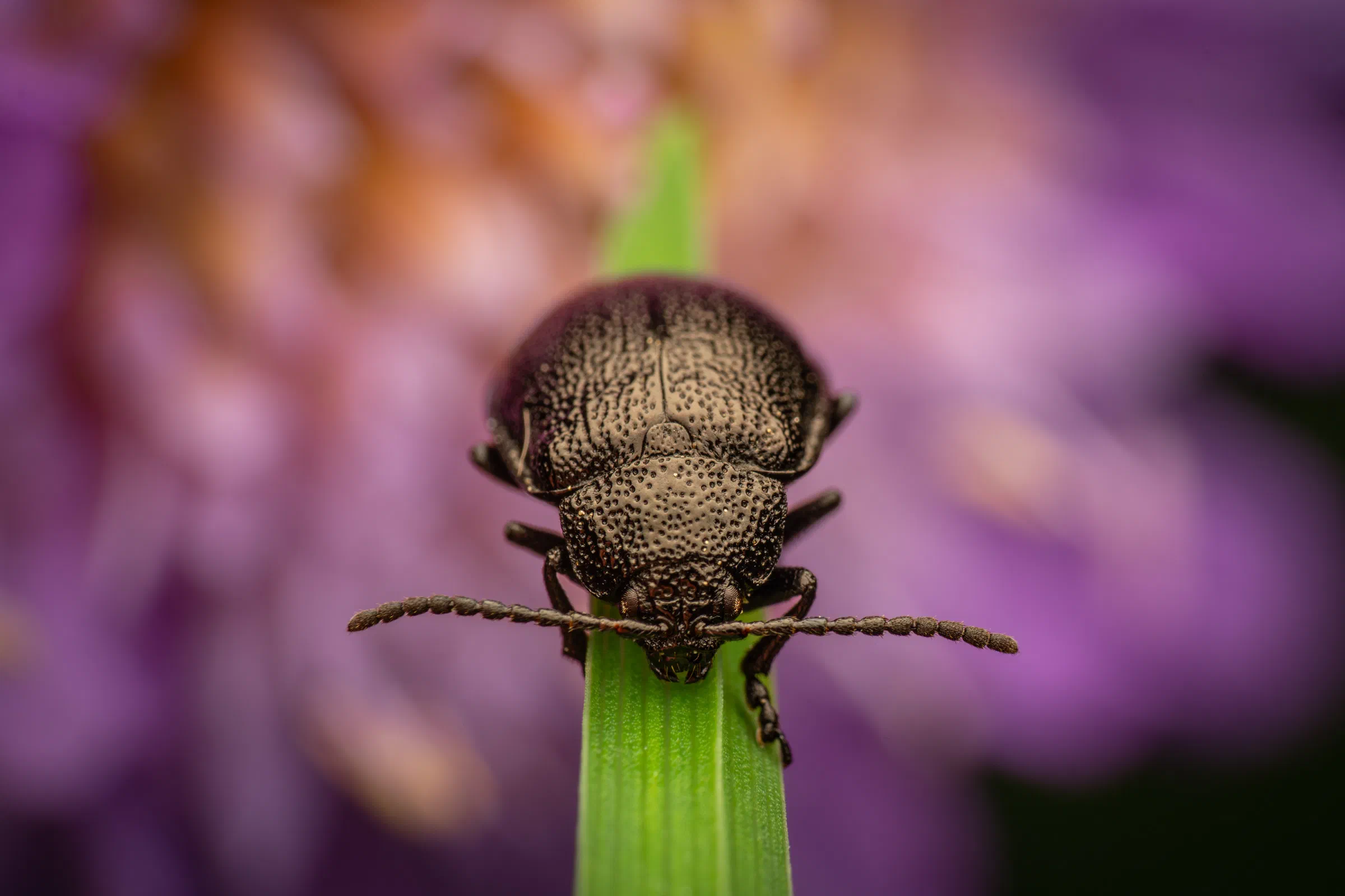 black-punctured leaf beetle