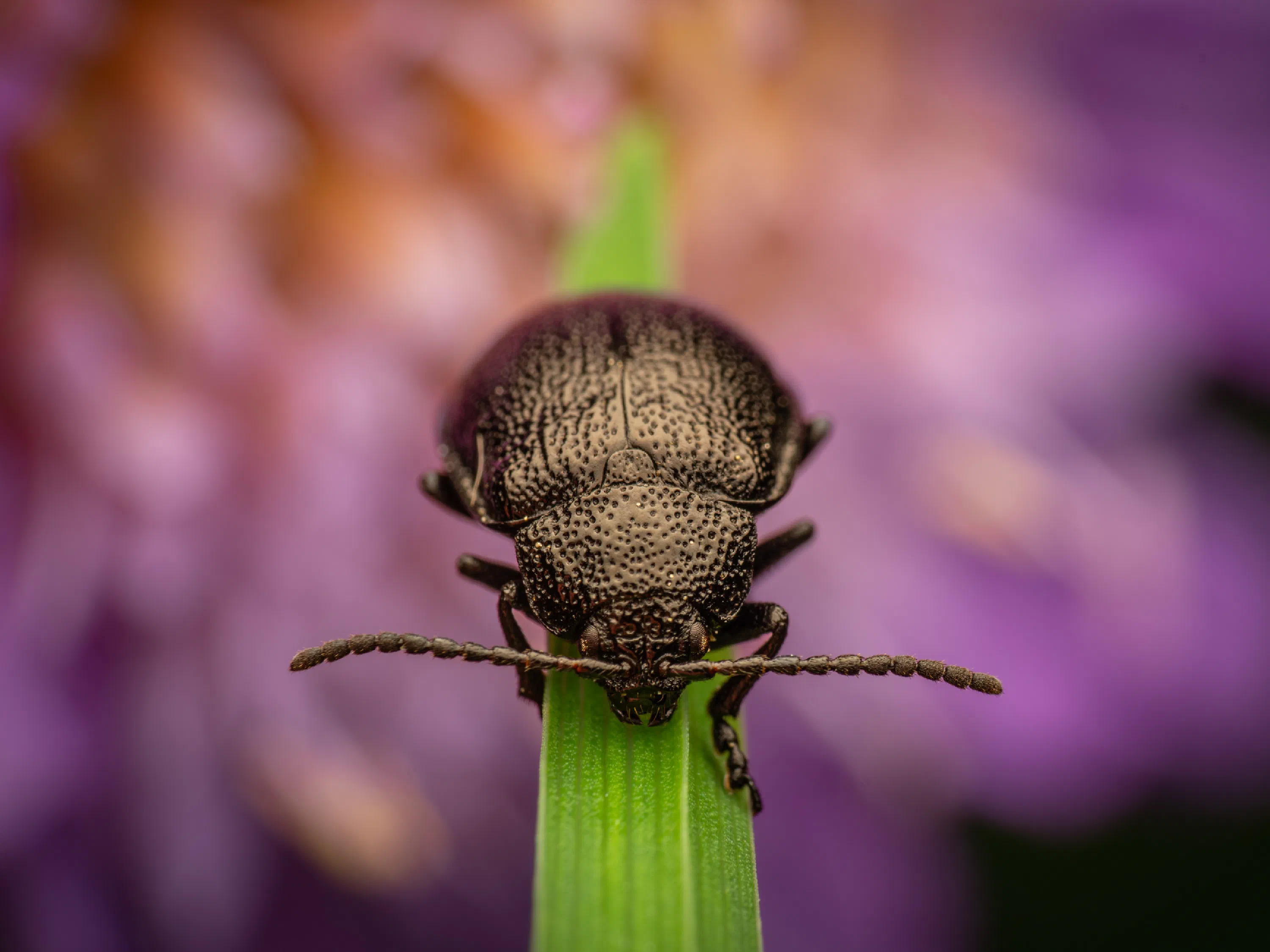 Galeruca tanaceti