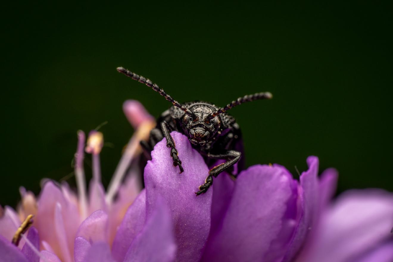 black-punctured leaf beetle – No. 3