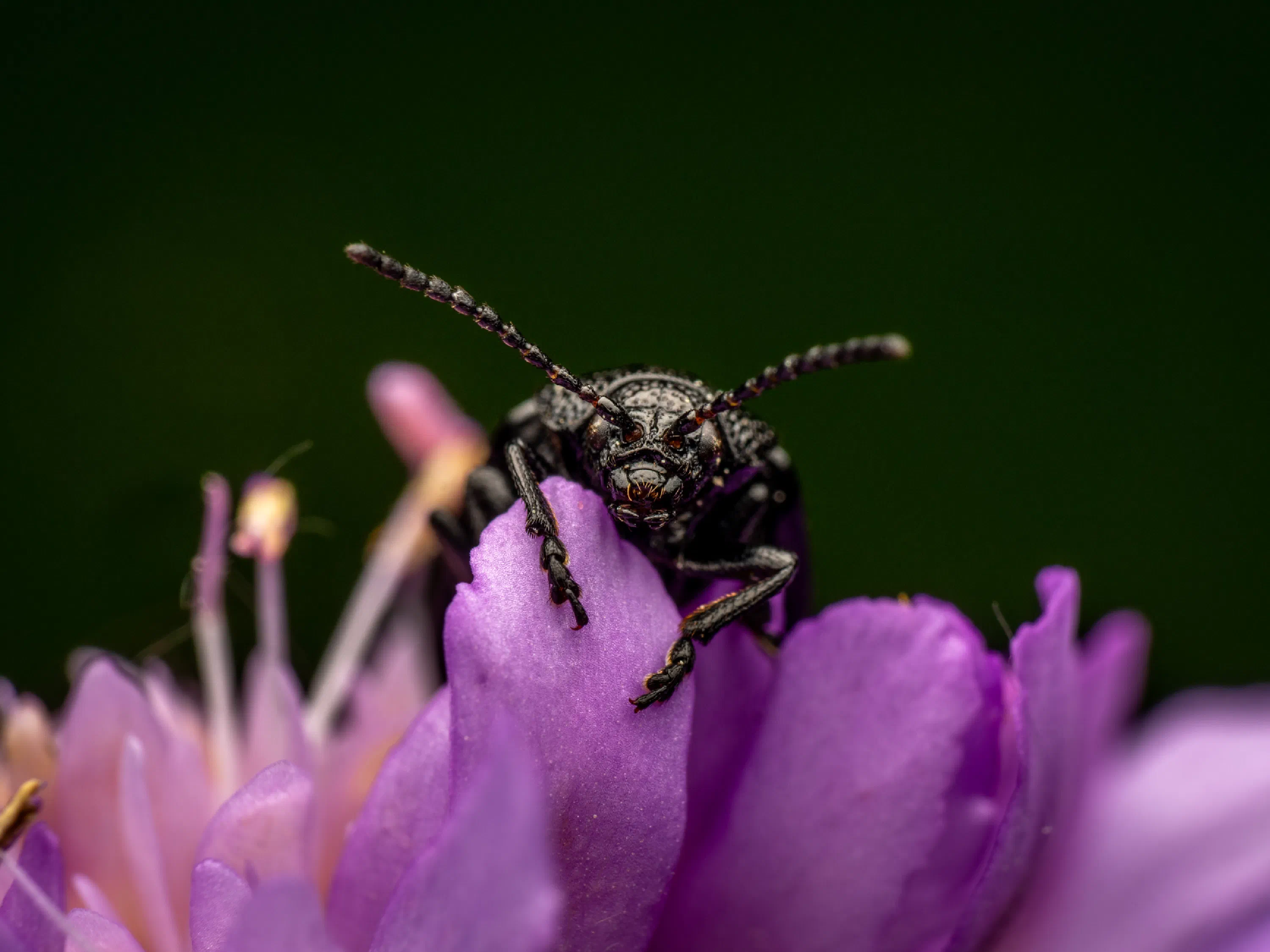 Galeruca tanaceti