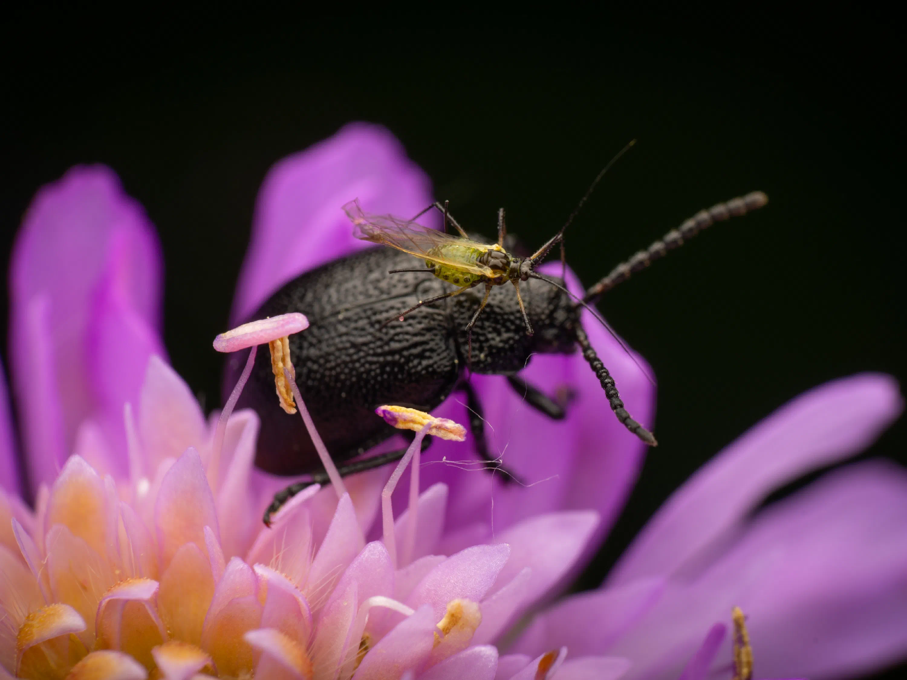 Galeruca tanaceti