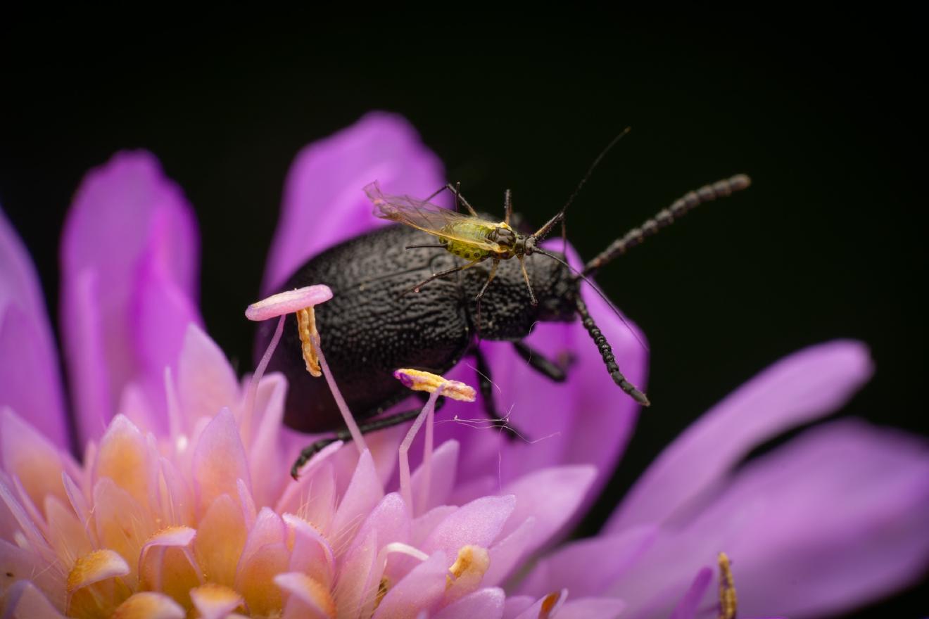 black-punctured leaf beetle – No. 4