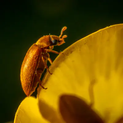 Fruitworm Beetles
